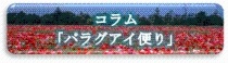 「パラグアイ便り」